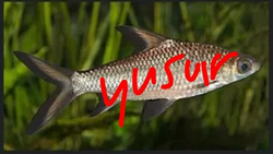 Entity fish signed by Yusur.webp